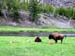 Yellowstone and Grand Tetons