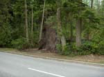 Fallen One 2 tree Vancouver Canada green road