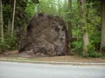 Fallen One tree Vancouver Canada green road