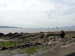 tree Vancouver Canada green water sky scenic ship ships shore