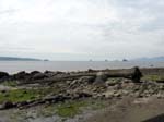 tree Vancouver Canada green water sky scenic ship ships shore