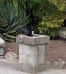 bird crow fountain Vancouver Canada green water scenic