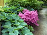 flowers pink fuscia purple flower green tree Vancouver Canada green scenic