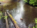 green tree log water pond lake river Vancouver Canada scenic