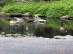 duck goose geese green water pond lake river Vancouver Canada scenic