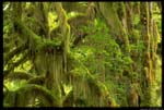 green forrest 1